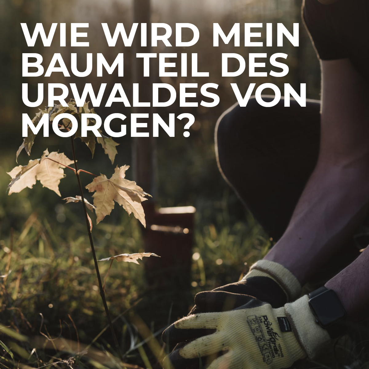 Blog_TEASERBILDER_024 Wie wird mein Baum Teil des Urwaldes von morgen?