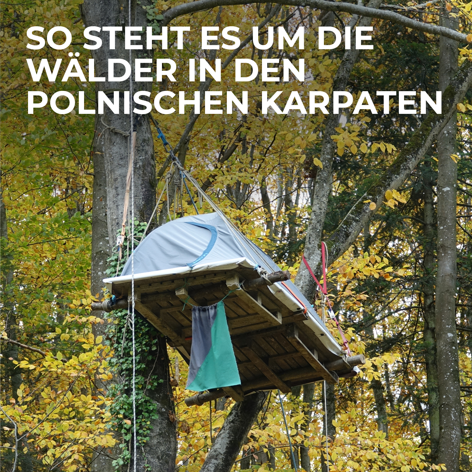 Blog_TEASERBILDER_karpaten So steht es um die Wälder in den polnischen Karpaten