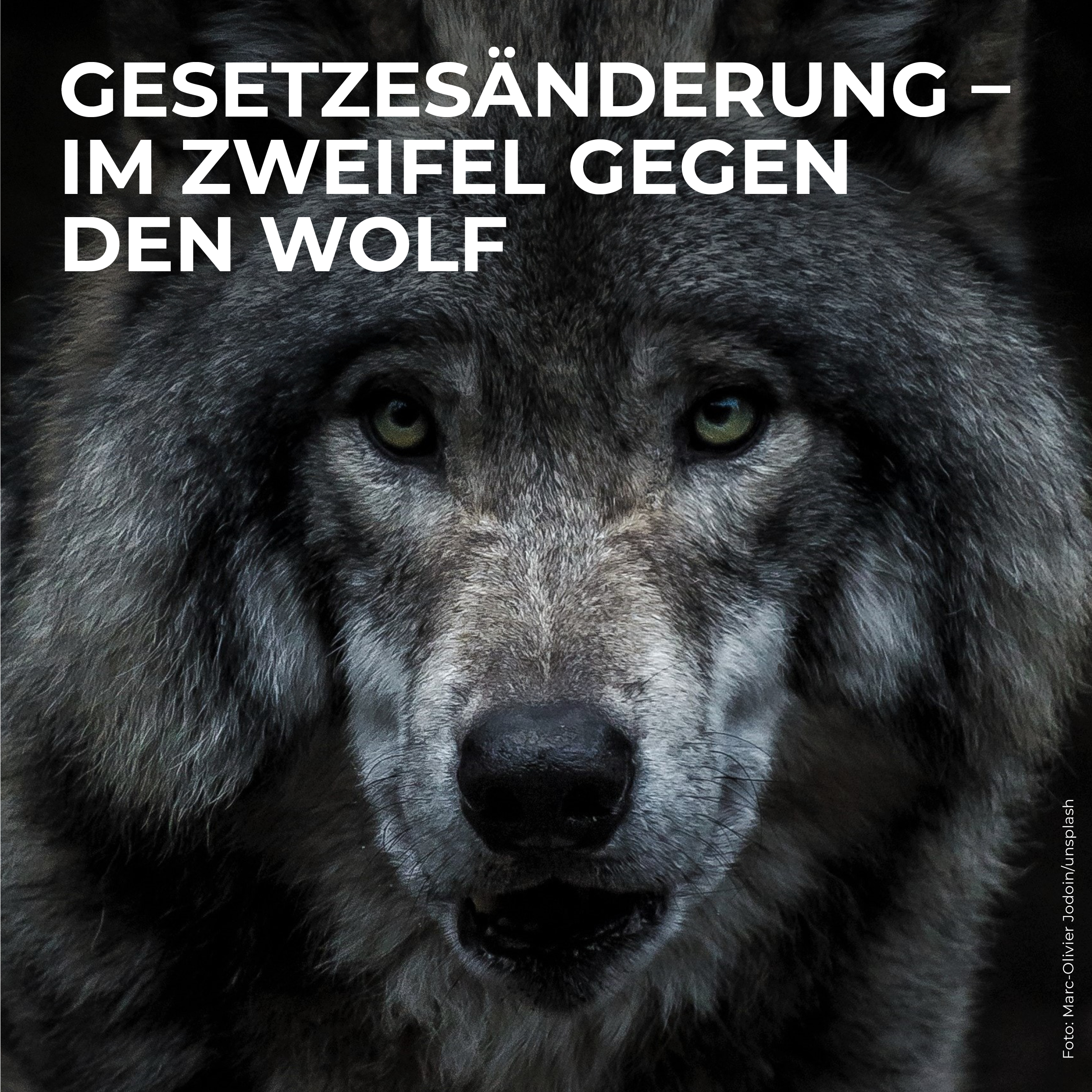 Blog_TEASERBILDER_022 Gesetzesänderung – Im Zweifel gegen den Wolf