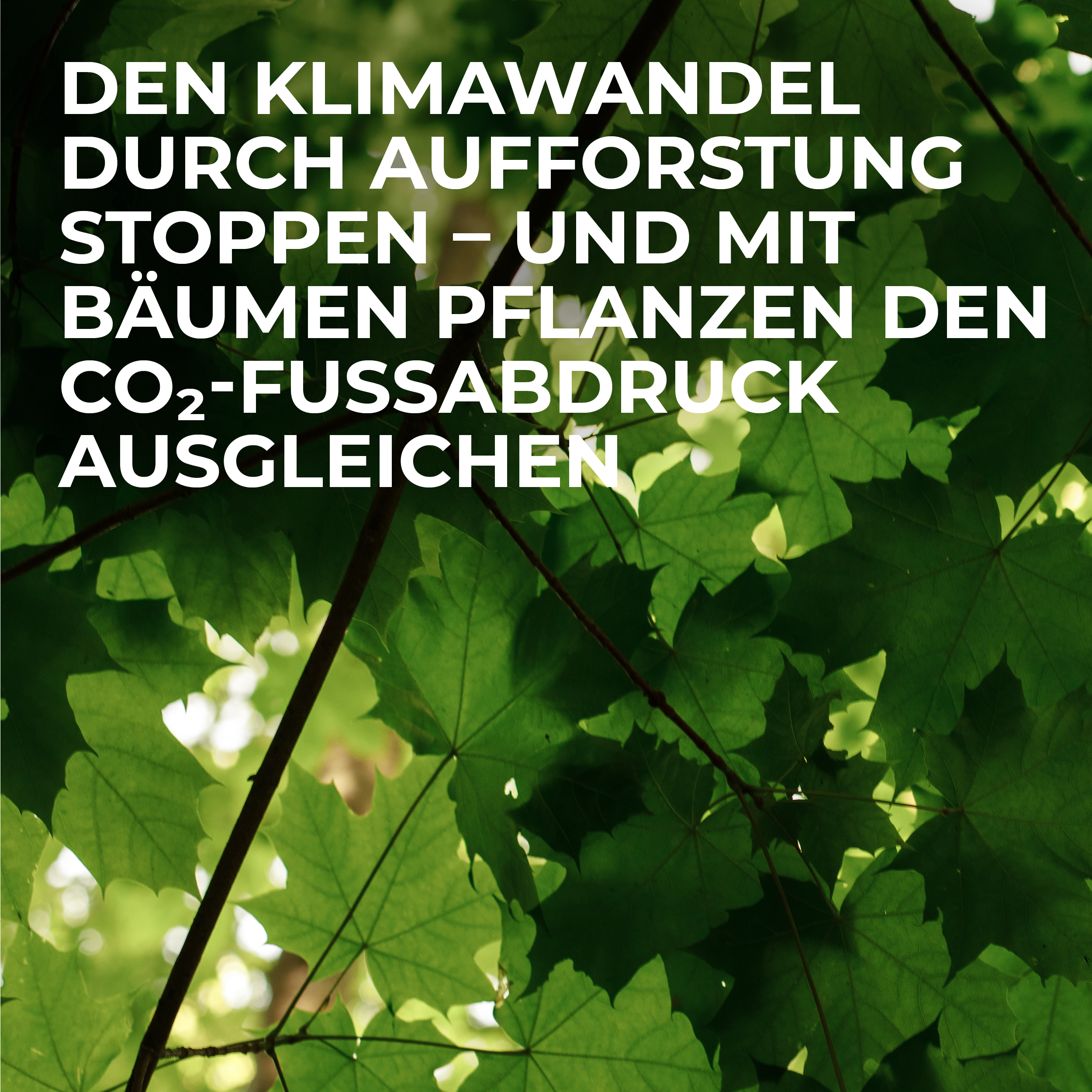 Blog_TEASERBILDER_co2 Den Klimawandel durch Aufforstung stoppen – und mit Bäumen pflanzen den CO<sub>2</sub>-Fußabdruck ausgleichen